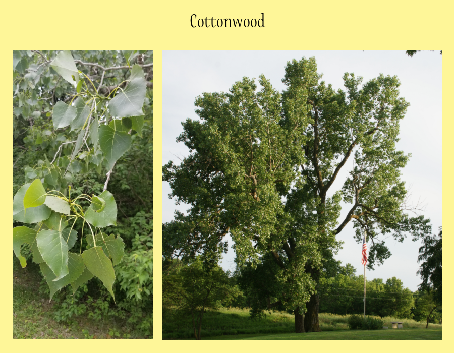 cottonwood