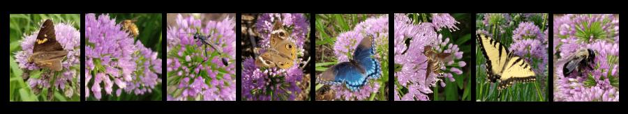 powerful perennials - ornamental onion