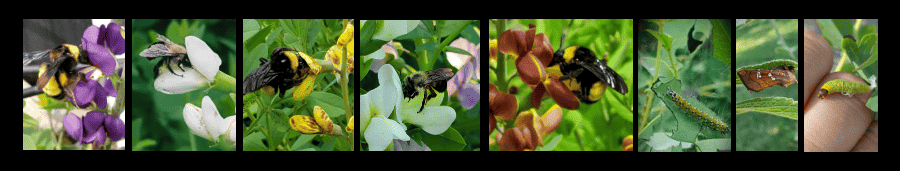 pollinators of baptisia