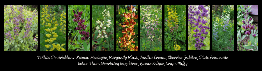 baptisia cultivars
