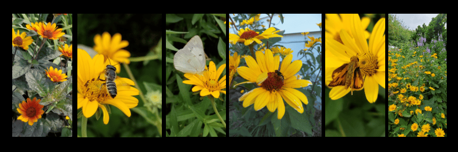 heliopsis is a powerful perennials