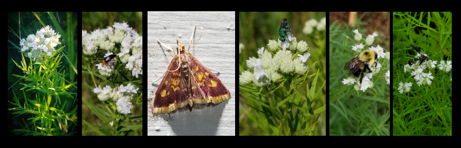 powerful perennials - mountain mint