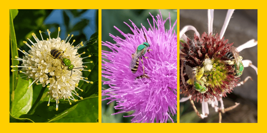 green sweat bees