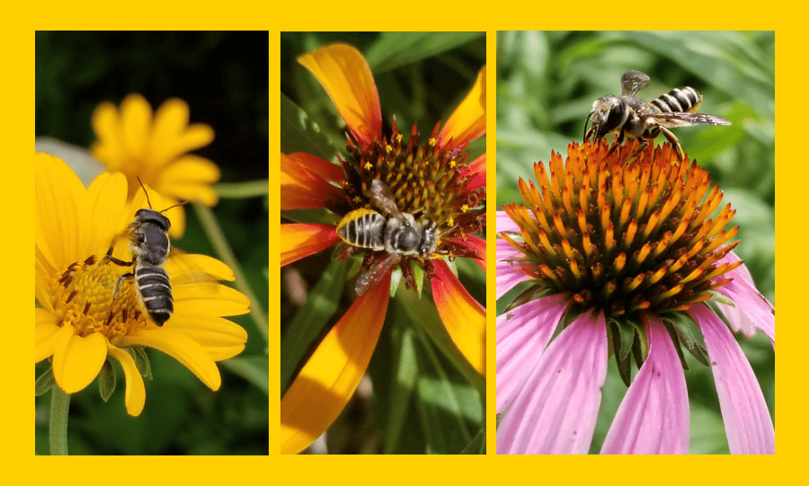 leafcutter native bees