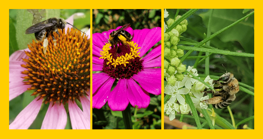 longhorn native bees