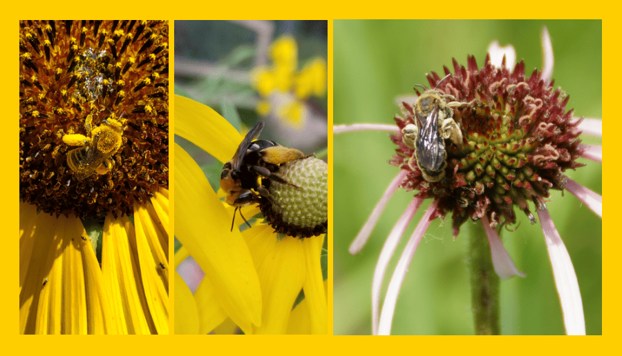 sunflower longhorned bees