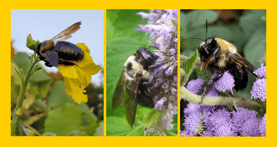 large carpenter bees