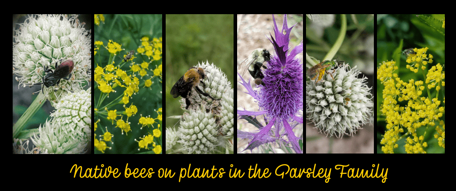 flowers for native bees