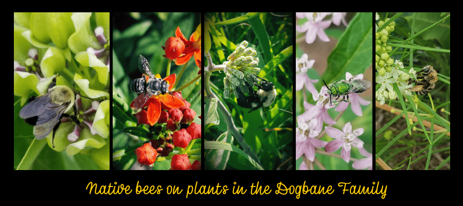 native bees on milkweeds