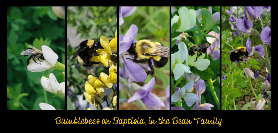 bumblebees on Bean Family Plants