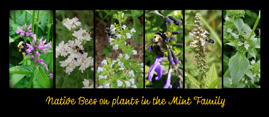native bees on mint plants