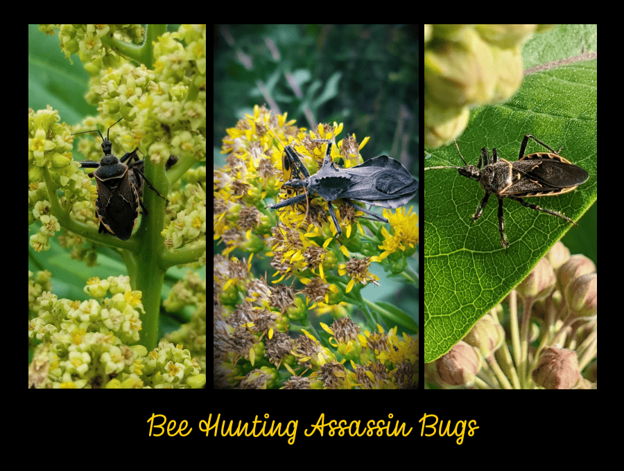 native bee predators