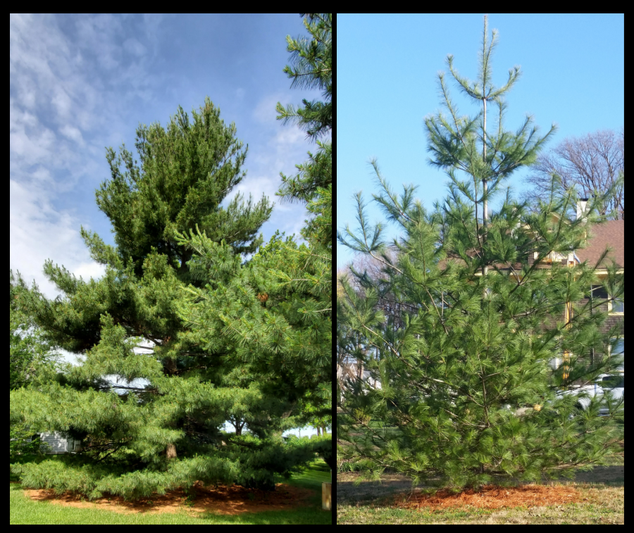 eastern white pine is an evergreen tree