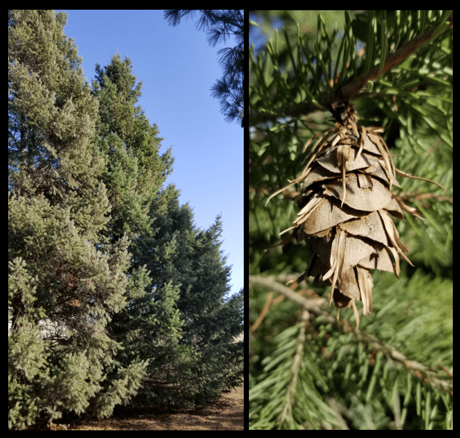 Douglas-Fir evergreen