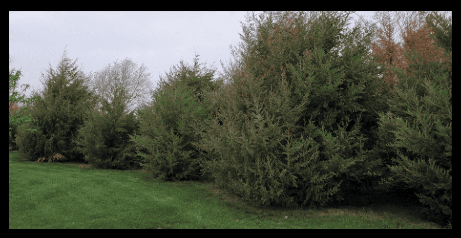 red cedar windbreak