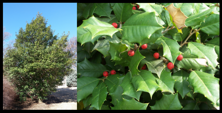 American Holly is evergreen