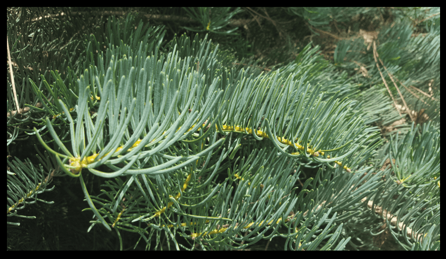 concolor fir needles