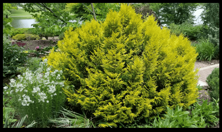 arborvitae