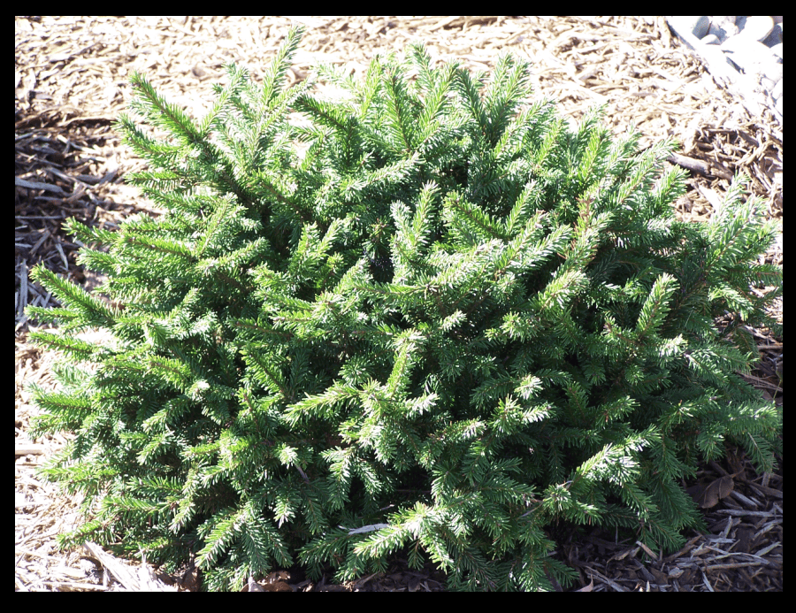 dwarf spruce