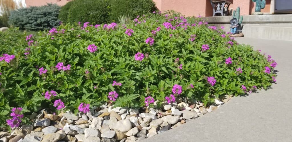rose verbena sun groundcovers