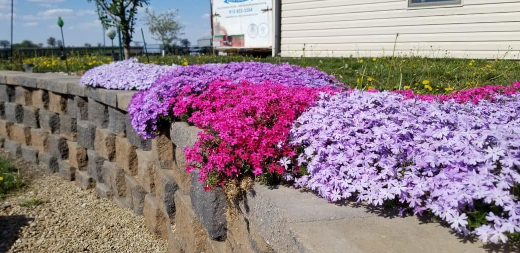 creeping phlox sun groundcovers