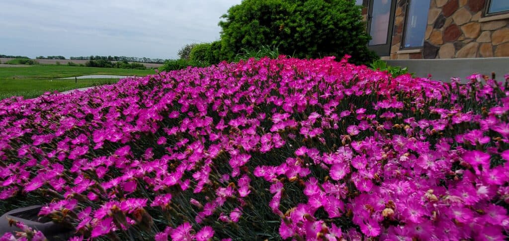 pinks sun groundcovers