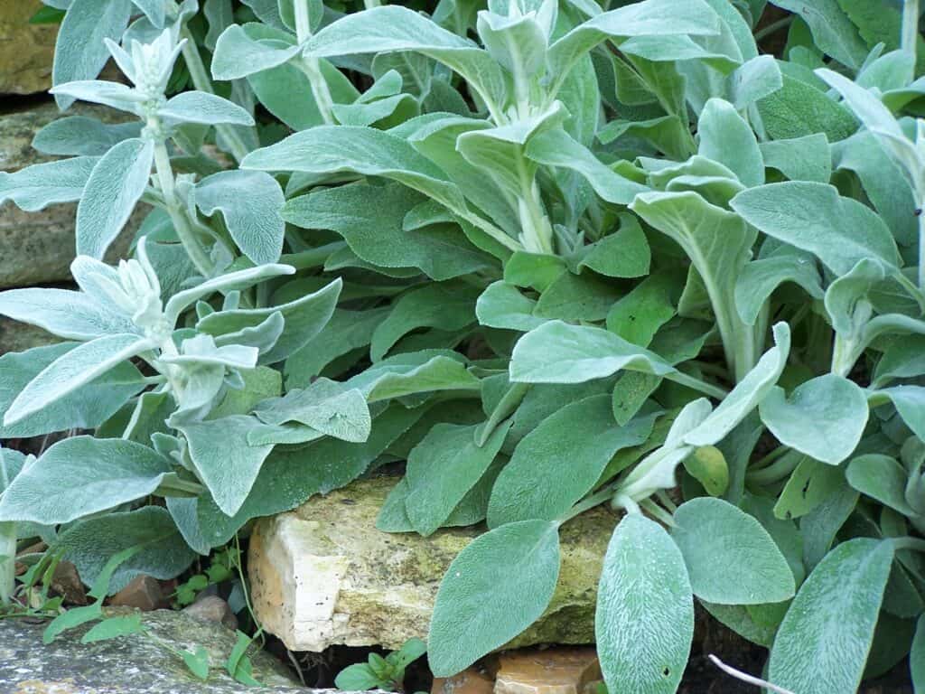 lamb's ears sun groundcovers