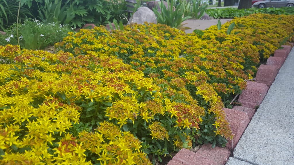 sedum
