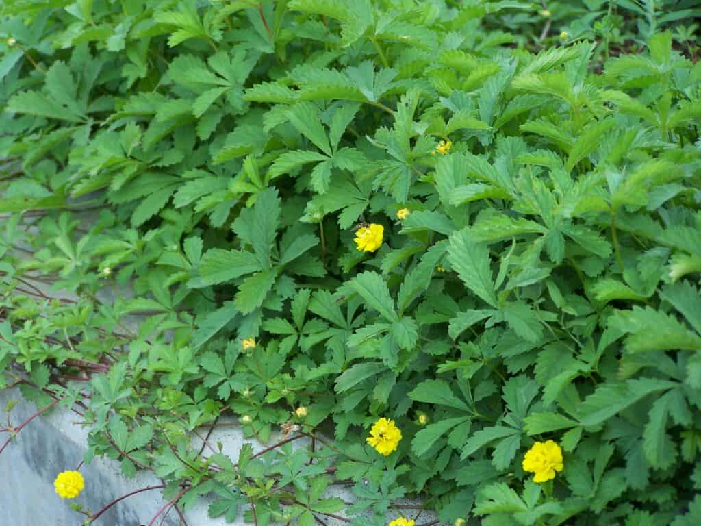 creeping potentilla