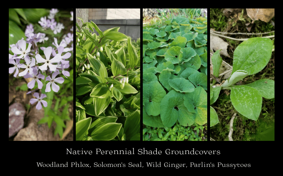 native perennial shade groundcovers