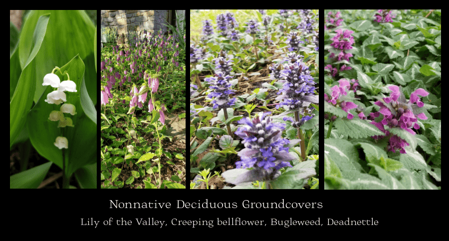 nonnative perennial groundcovers