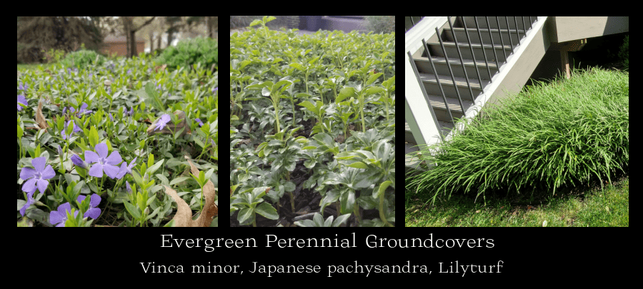 evergreen shade groundcovers