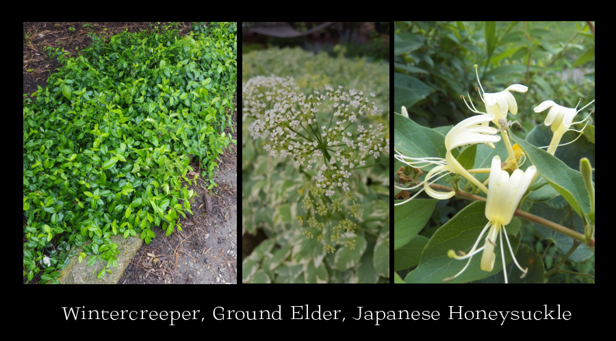 invasive groundcovers