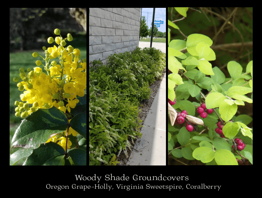 woody shade groundcovers