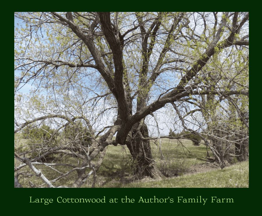 eastern cottonwood