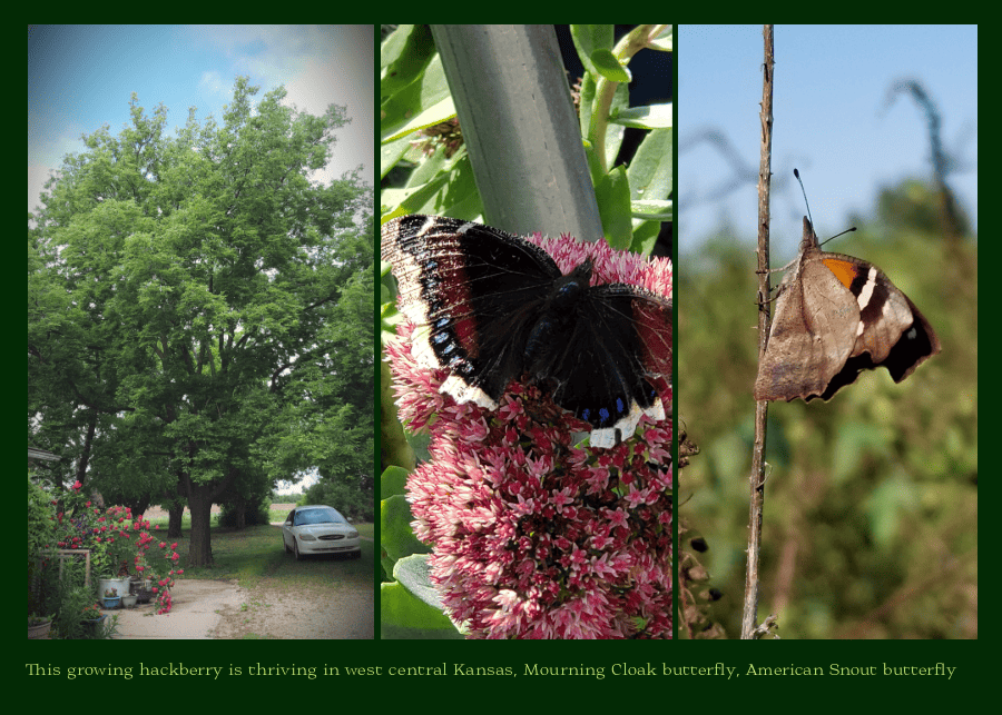 hackberry big shade trees