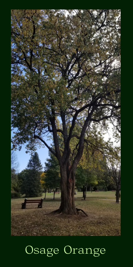 Osage orange big shade trees