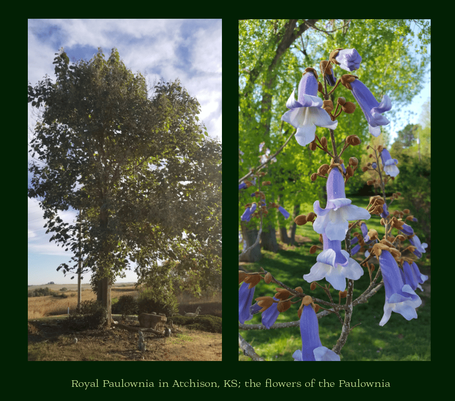 paulownia big shade trees