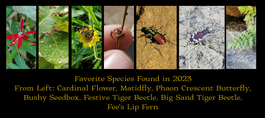 INaturalist species count