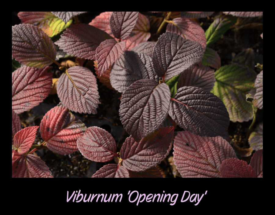 viburnum opening day has purple colors in the garden