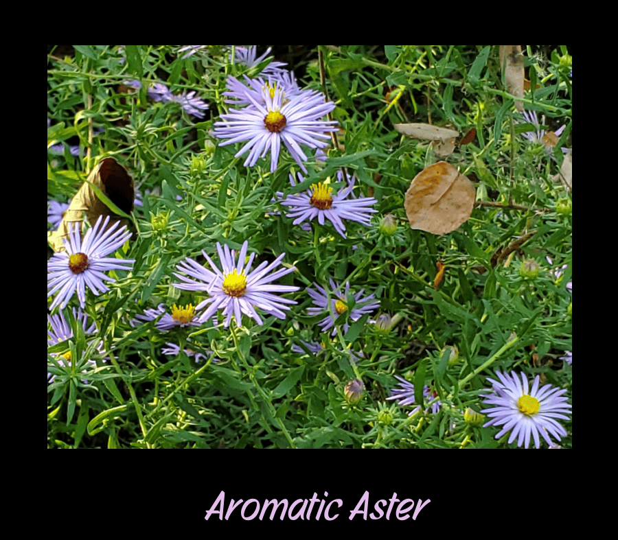 aromatic aster