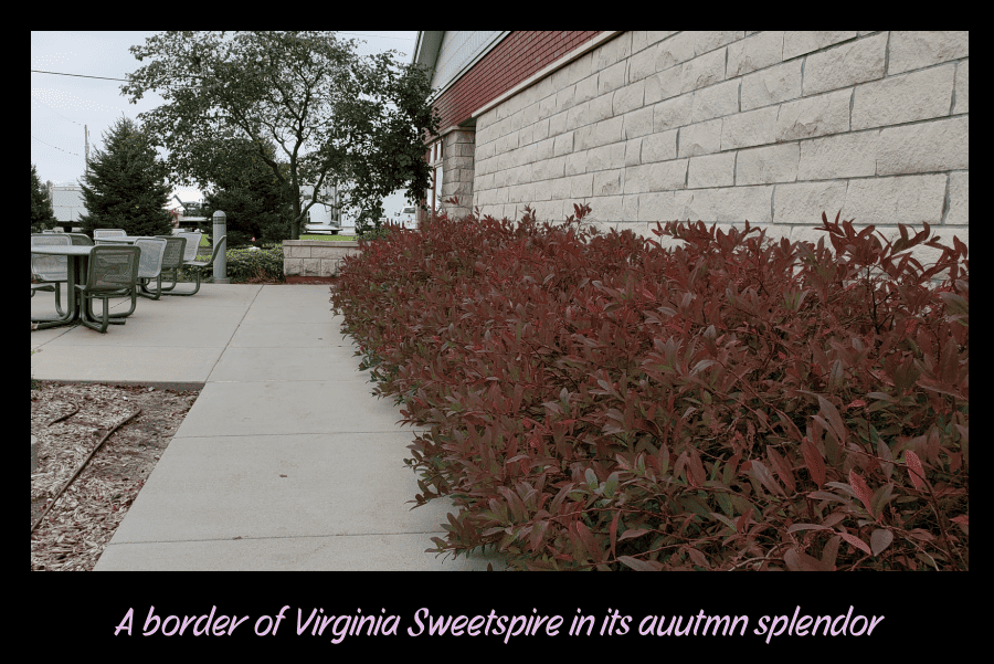 Virginia sweetspire