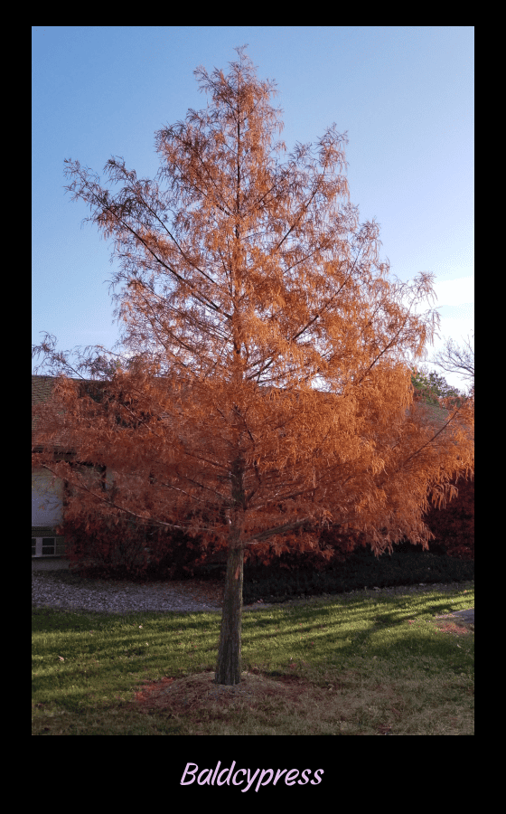 baldcypress