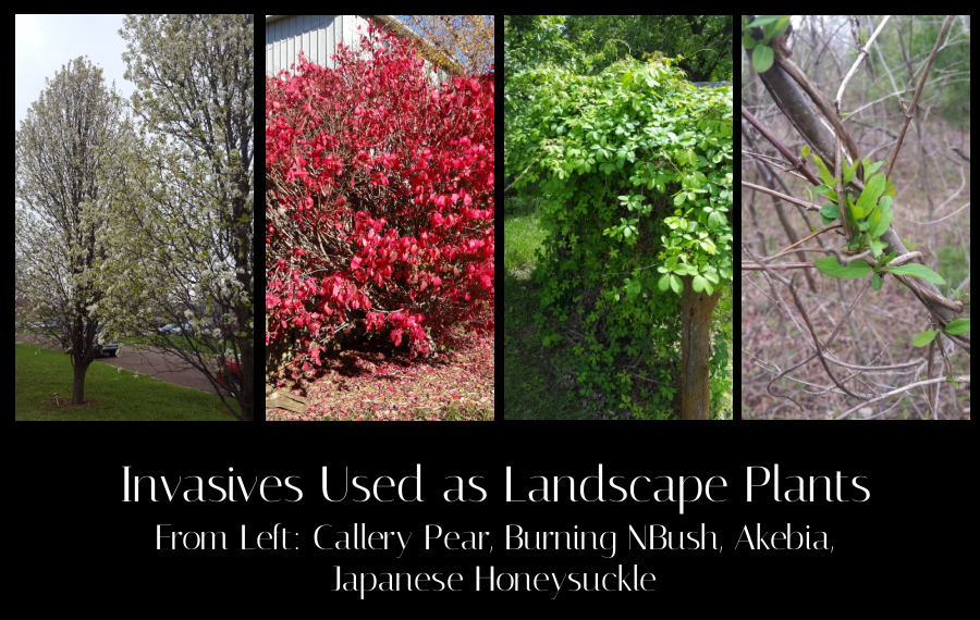 invasive landscape plants