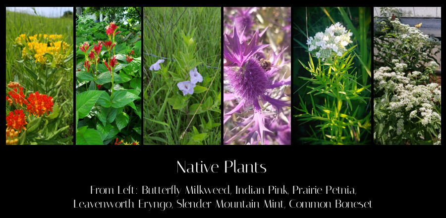 native plants for low maintenance