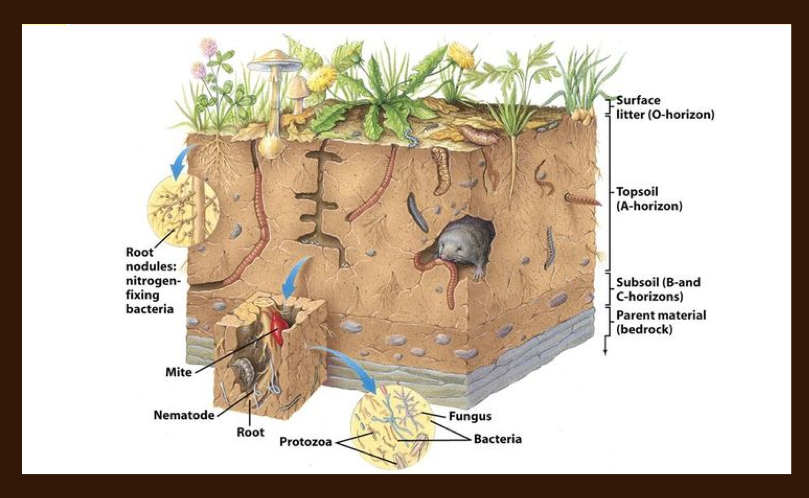 soil food web