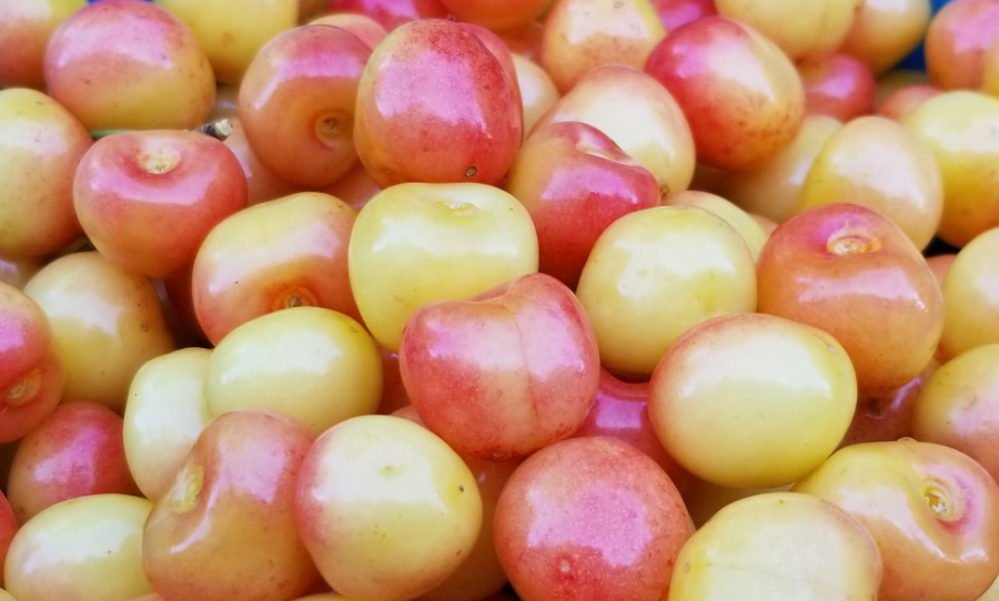 sweet cherry rainier