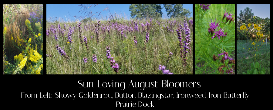 Sun loving native wildflowers