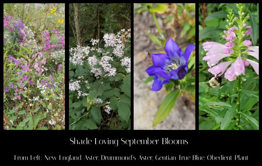 September blooming shade plants