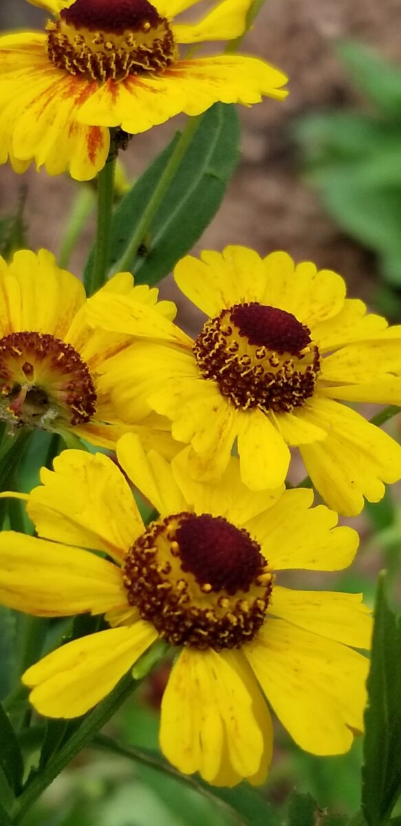 purple headed helenium